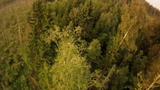 Bois coupé vue aérienne . — Video