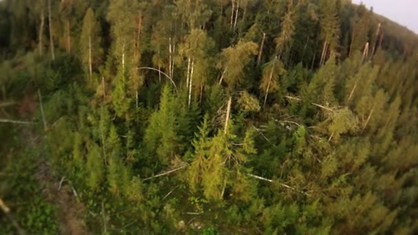 Letecký pohled na řezu dřeva. — Stock video