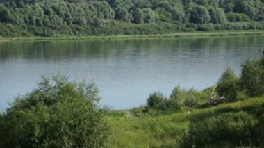 Yaz nehir ve orman riverside