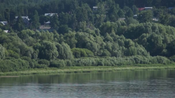 Sommerwald am Ufer des Flusses — Stockvideo