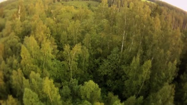 Paisaje forestal vista aérea — Vídeo de stock