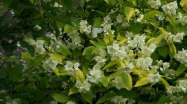 Apple bloom ve böcekler yukarıdaki