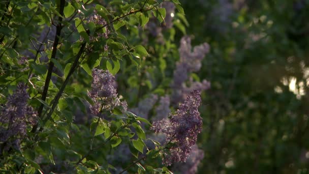 Vista de floração arbustos lilás e moscas mosca mosca — Vídeo de Stock