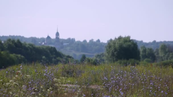 Campo de verano con árboles vista panorámica — Vídeo de stock