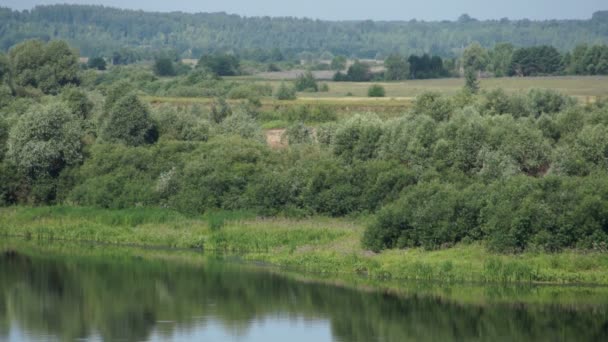 Sommer landskab med flod og skov – Stock-video