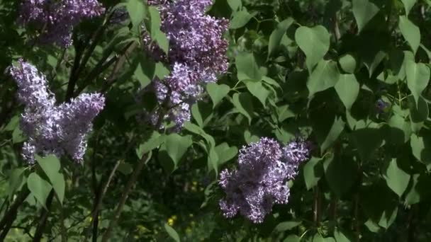 Utsikt över blommande lila buskar och knott fluga — Stockvideo