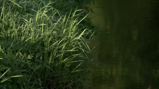 Nature. Close-up of tree twig on creek background — Stock video