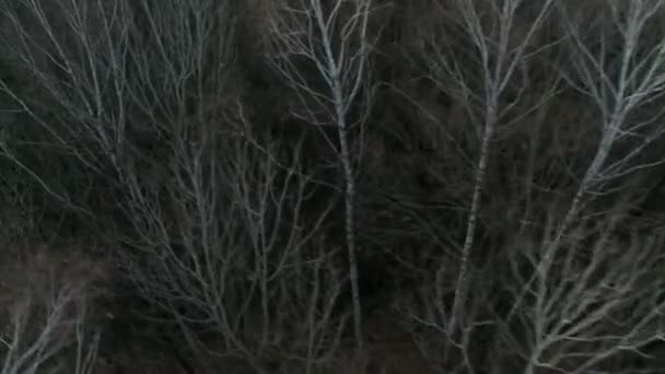 秋天的森林 aereal 拍摄. — 图库视频影像