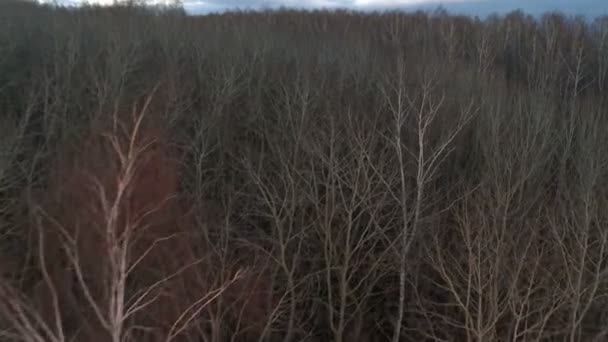 Disparo aéreo en el bosque . — Vídeos de Stock
