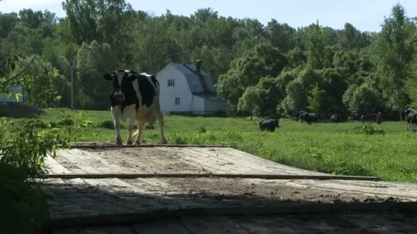 Krowy na podwórze gospodarstwa — Wideo stockowe
