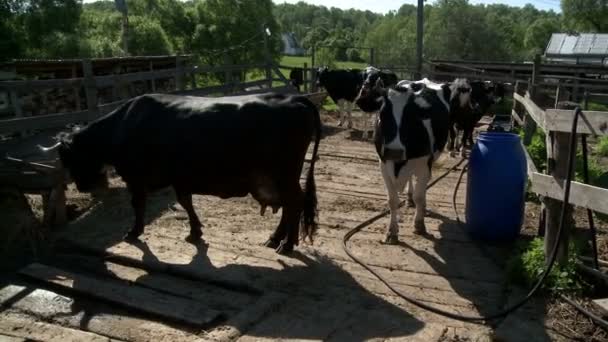 Mucche nel cortile della fattoria — Video Stock