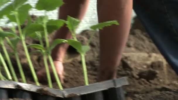 Gente plantando plántulas . — Vídeo de stock