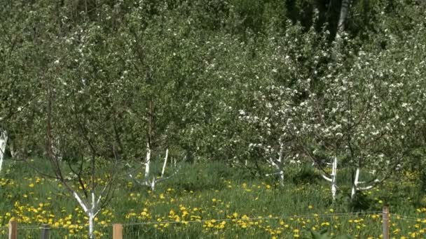Apple trädgård i sommar — Stockvideo
