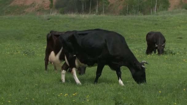 Αγελάδες που βόσκουν σε ένα λιβάδι. — Αρχείο Βίντεο