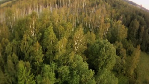 Paisaje forestal vista aérea — Vídeos de Stock