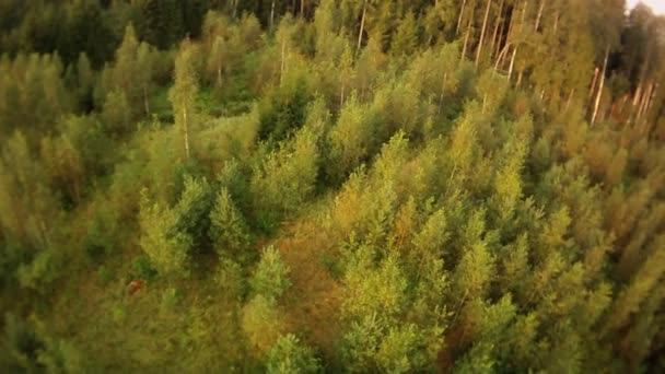 Vista aérea de madera cortada . — Vídeo de stock