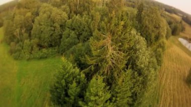 Orman manzara havadan görünümü