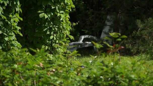 buisson par jour venteux d'été 