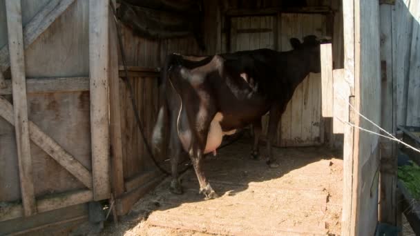 Milchkuh steht im Stall auf Rinderfarm — Stockvideo