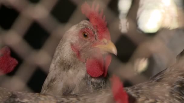 Polla girando su cabeza en henhouse primer plano vídeo — Vídeo de stock