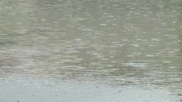 Дождливый день у реки — стоковое видео