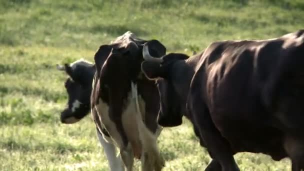 pâturage de vaches dans une prairie.