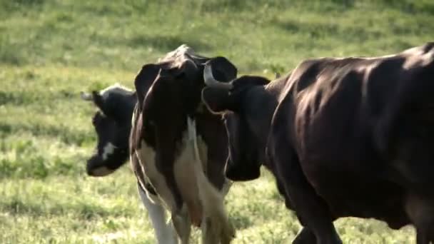 Vaca pastando en un prado. — Vídeos de Stock