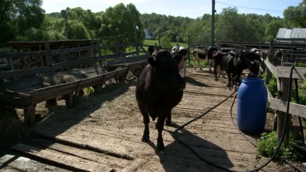 Koeien op het erf van de boerderij — Stockvideo
