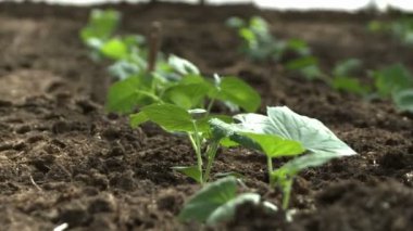 Serada bitki açılış kadınlar video kapatın