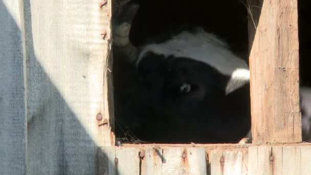 Mjölkko stående i ladan på nötkreatursgård — Stockvideo