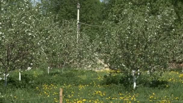 Jardín de manzanas en verano — Vídeo de stock