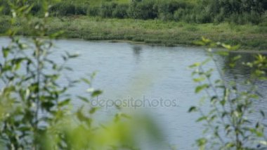 Yaz nehir ve orman riverside