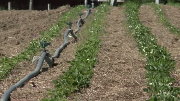 Field planted with berries. — Stock Video