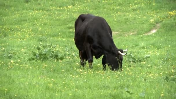 Коровы пасутся на лугу . — стоковое видео