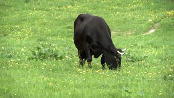 Cows grazing in a meadow. — Stock Footage Cows grazing in a meadow. Stock Video