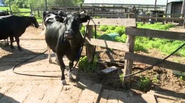 İnek çiftliği avluda