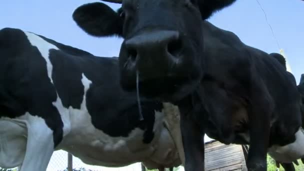 Vacas que vienen desde el paddock a la vista del pastizal — Vídeos de Stock