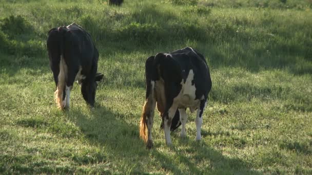 Vaca pastando en un prado. — Vídeo de stock