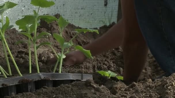 Mensen planten zaailingen. — Stockvideo