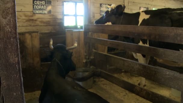 Голова корови в її майданчику крупним планом — стокове відео