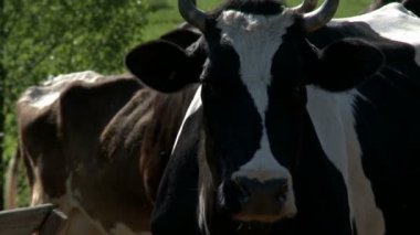 İnek mera besleyici için güneşli bir günde yürüyüş