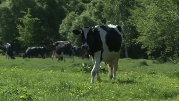 Vacas en el corral — Vídeo de stock