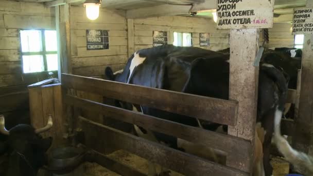 Tête de vache dans son enclos vue rapprochée — Video