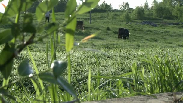 Корови пасуться на лузі, змінюючи фокус — стокове відео