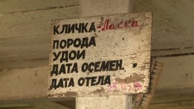 Plaka sığır çiftliğinde inek hakkında bilgi