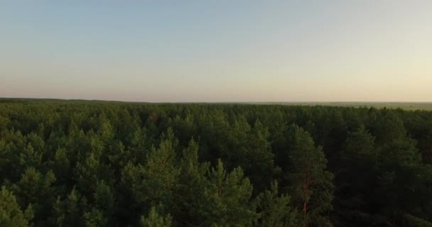 Vista aerea di una fitta foresta in estate sera — Video Stock