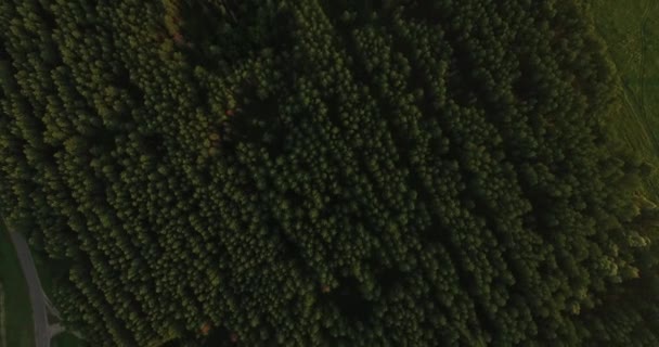 여름에 두꺼운 숲의 항공 보기 — 비디오