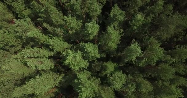 Vue aérienne d'une épaisse forêt le jour de l'été — Video