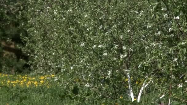 Zobrazit jabloní v květu s bílými květy