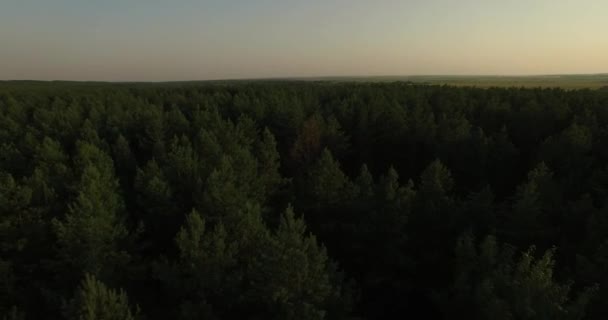 夏の森の空撮 — ストック動画